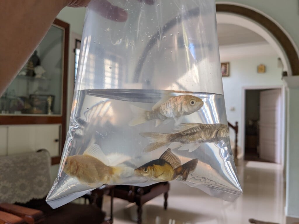 Bow Wow - Aquarium & Pets Shop - 3