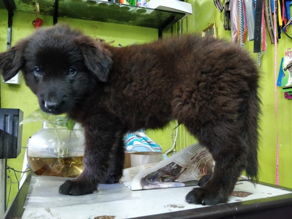 Family Pets & Aquarium