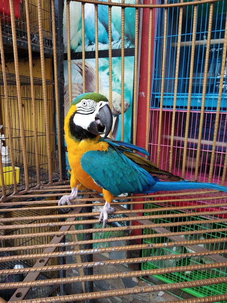 Manz Cockatiel Aquarium And Pets Shop