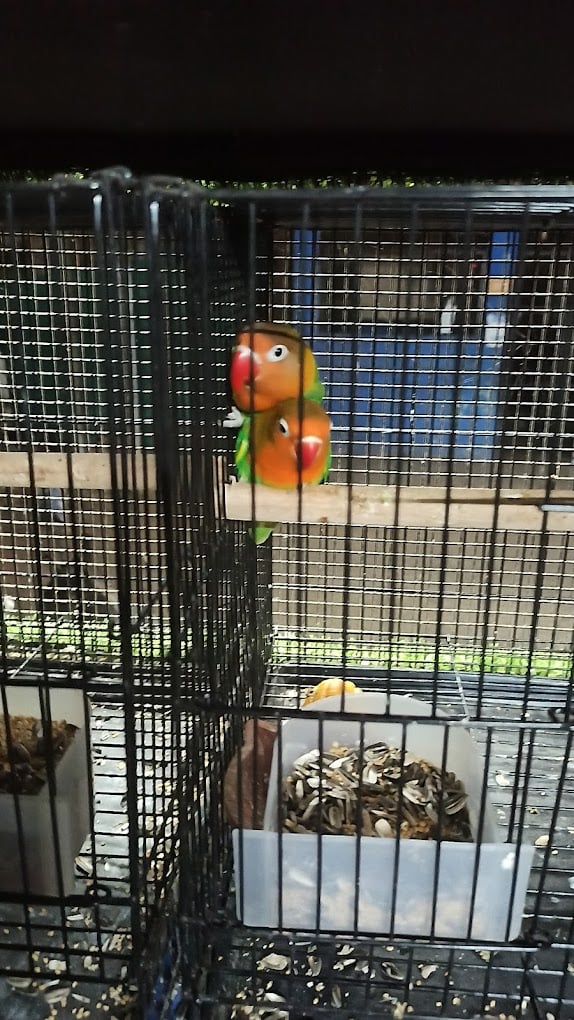 Manz Cockatiel Aquarium And Pets Shop - 2