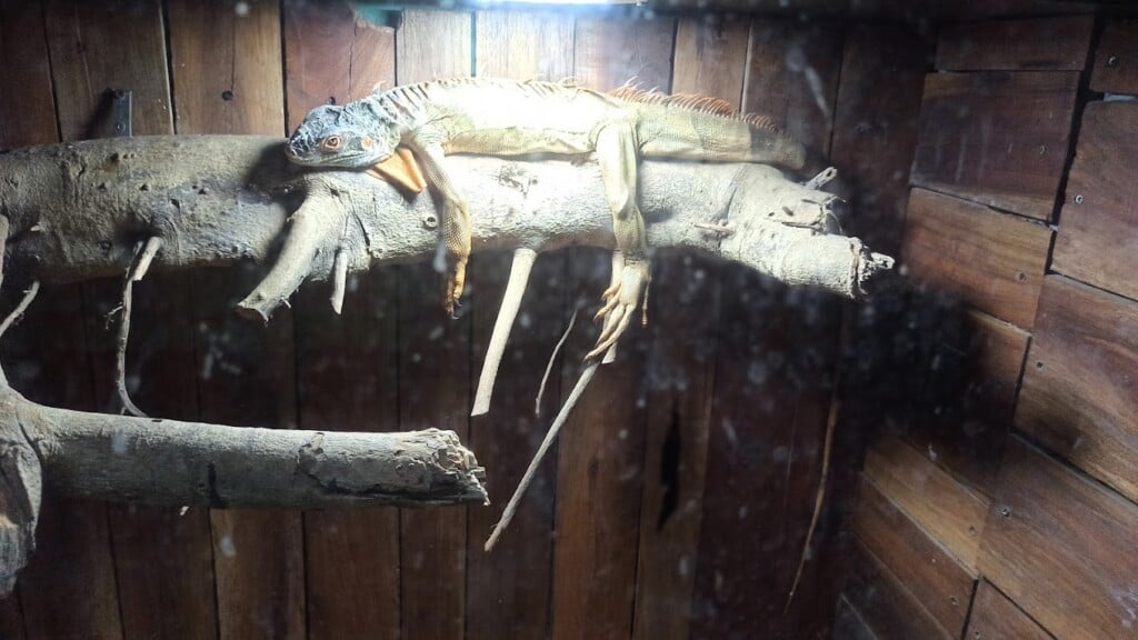 Manz Cockatiel Aquarium And Pets Shop - 3