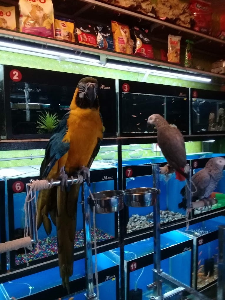 Manz Cockatiel Aquarium And Pets Shop - 4