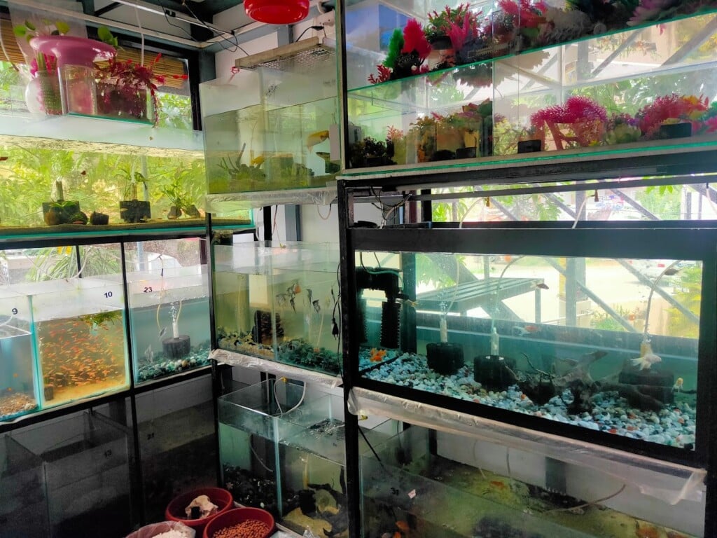 Jewel Pets corner - 4