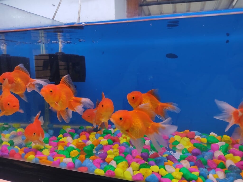 Trivandrum Pets & Aquarium - 2