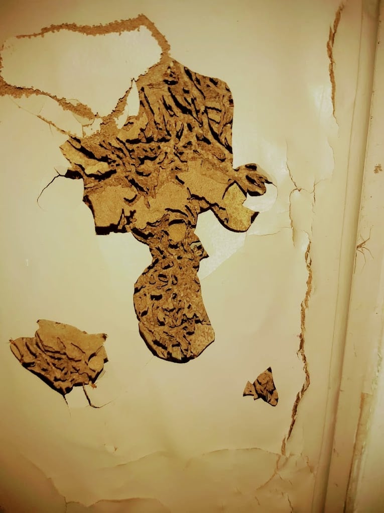 Asian Pest Control Service in Trivandrum - 2