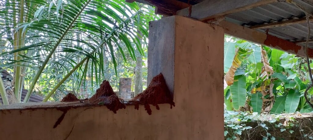 Asian Pest Control Service in Trivandrum - 3