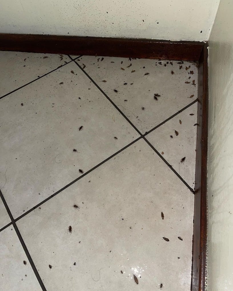 Good care pest control - 2