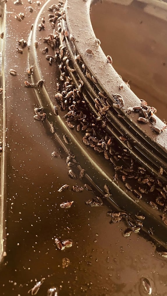 Good care pest control - 5