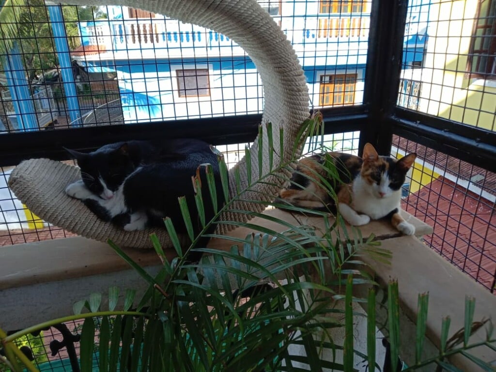 Pet Services Goa - 2
