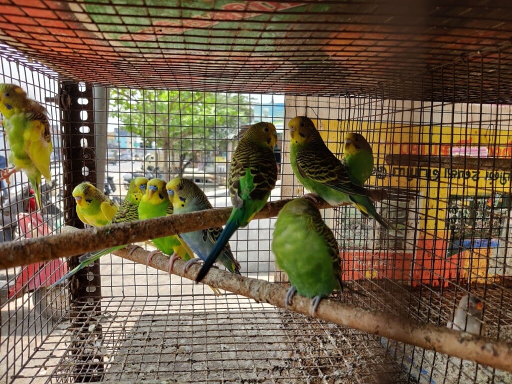 Viji Aquarium & Pet Centre