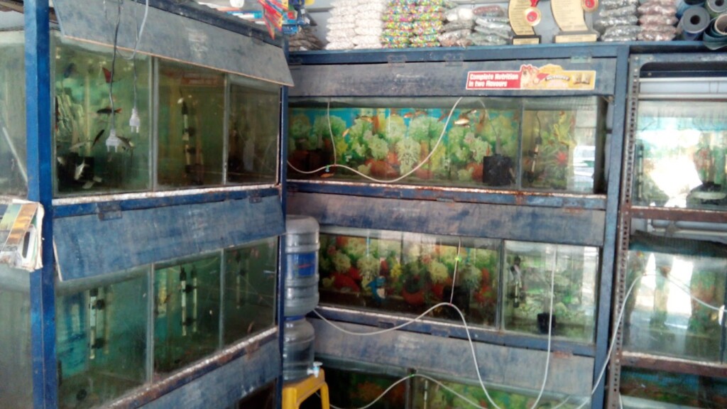 Viji Aquarium & Pet Centre - 2