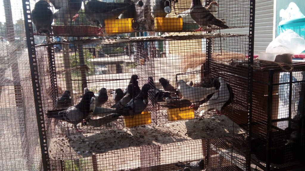 Viji Aquarium & Pet Centre - 3