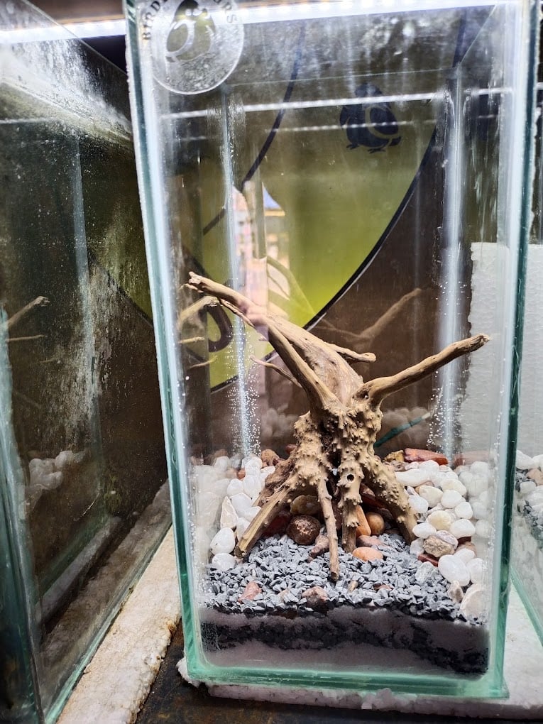 BIRDY COLOURS DOG GROOMING aquarium and pet Store - 4