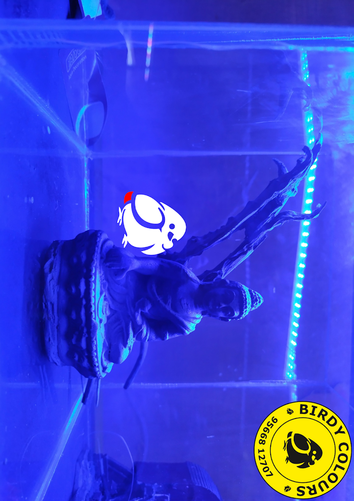 BIRDY COLOURS DOG GROOMING aquarium and pet Store - 5