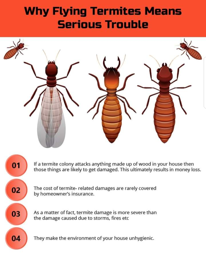 Pest Control service