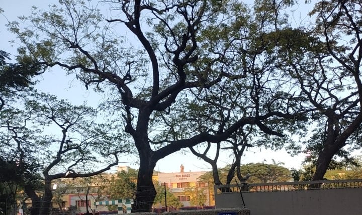 Don Bosco Mat. Hr. Sec. School - 2