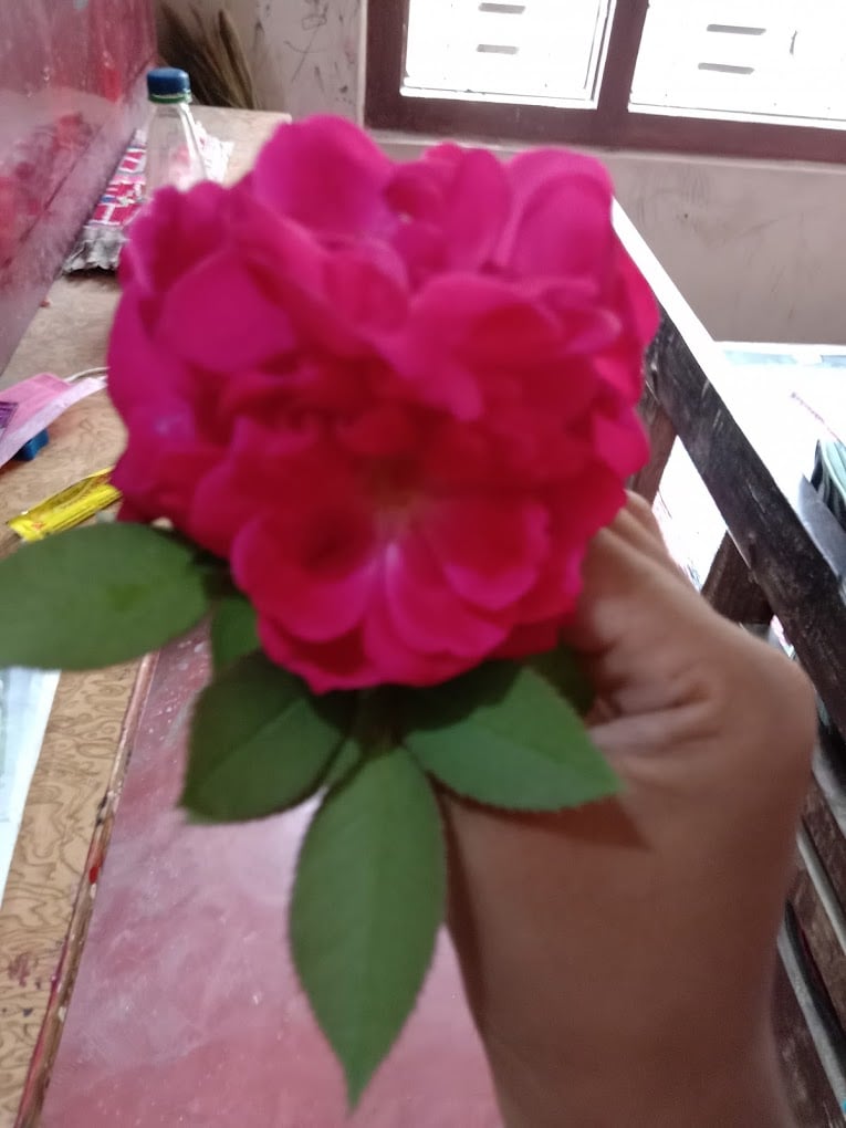 Indian Public School - 2