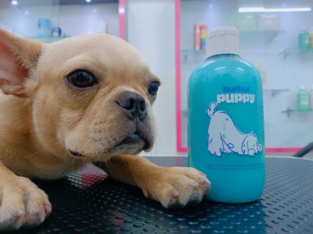 Augie Pets - Pet Shop | Pet Grooming | Vet Clinic - 4