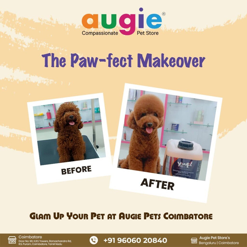 Augie Pets - Pet Shop | Pet Grooming | Vet Clinic - 5