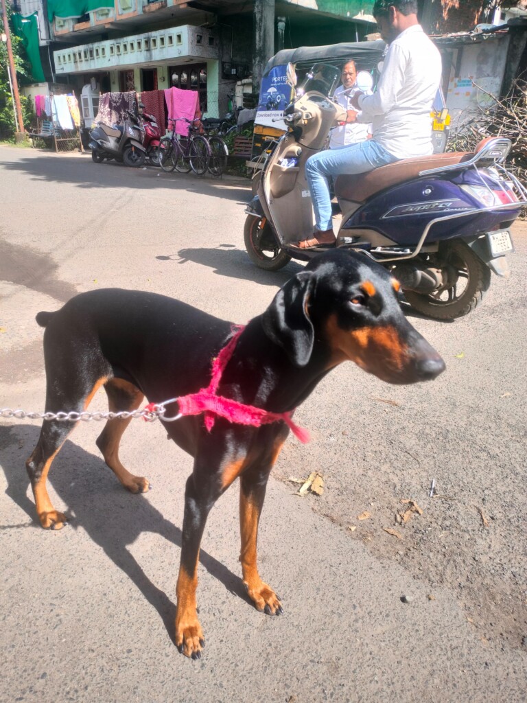 City Pet Shop | Best Pet Shop In Nagpur - 2