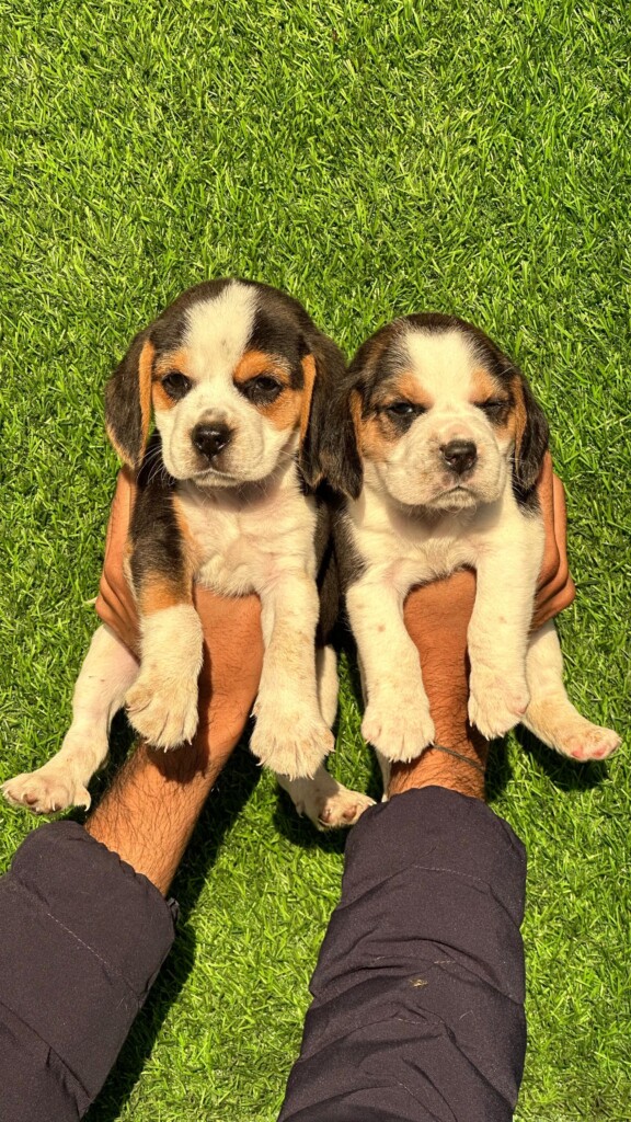 City Pet Shop | Best Pet Shop In Nagpur - 3