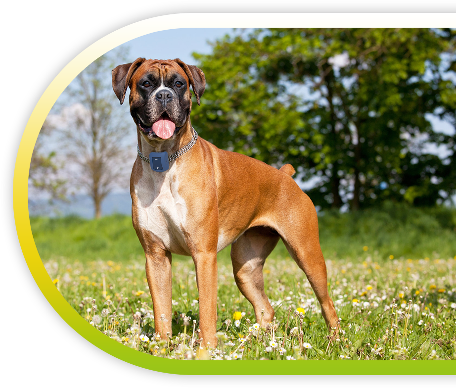 Trakbond - GPS Tracking Device For Dogs