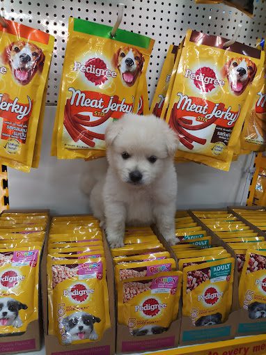 New Tom & Jerry Pet Shop