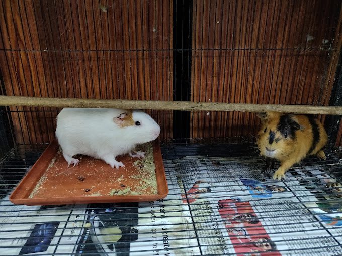 Tamed Pets - Velachery | Pet Store