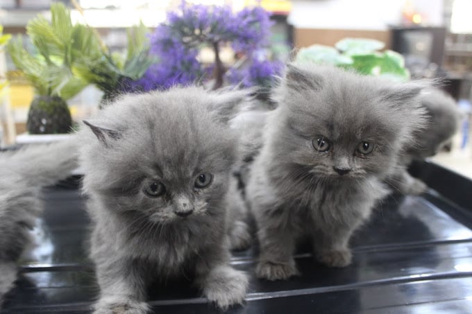 Tamed Pets - Velachery | Pet Store - 4