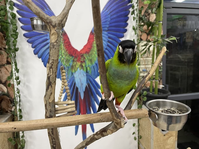 Chennai Pets Corner - Tamed birds - 3