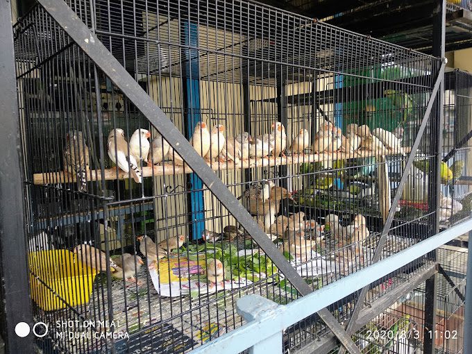 The Chennai Pet Store