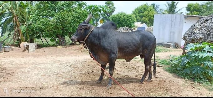 PANNAIYAAR PROPERTIES PVT LTD