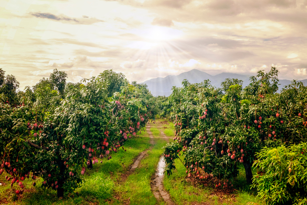 GREEN LAND PROPERTIES - 2