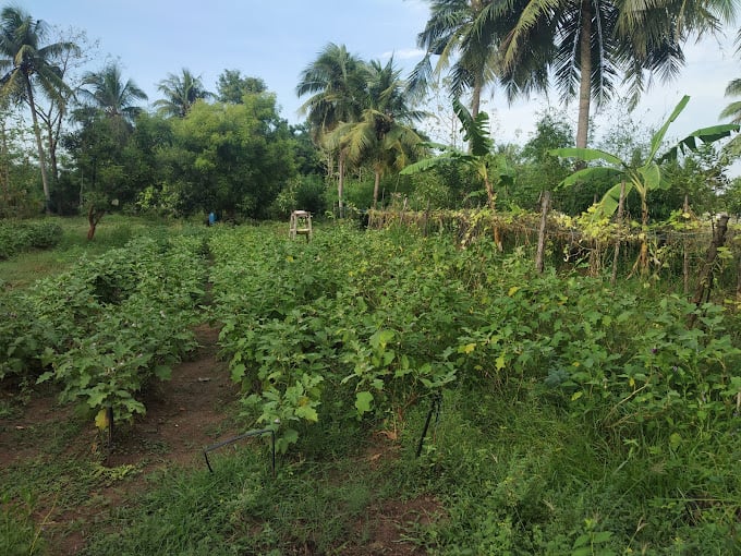 Victory Farm Land - 2