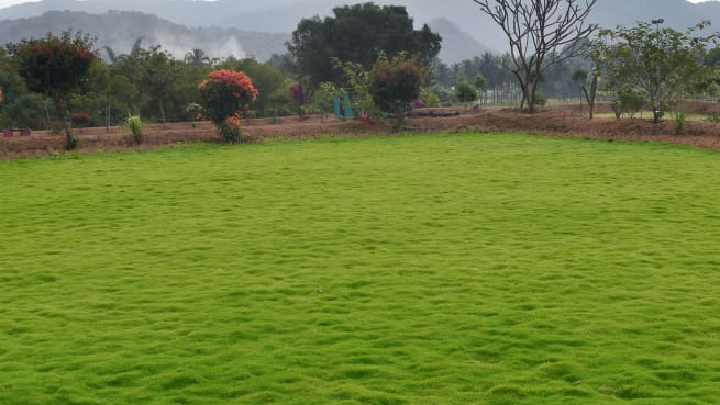 Granny's Organic terrace garden - 3