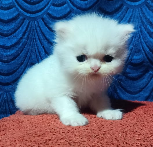 Urban Ladder furniture