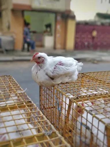 Bismi Chicken & Mutton Shop - 2