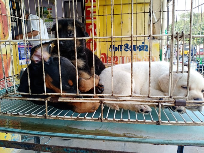 New Style Readymades - 1