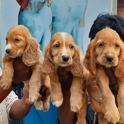 Biriyani & Kabab House - 3