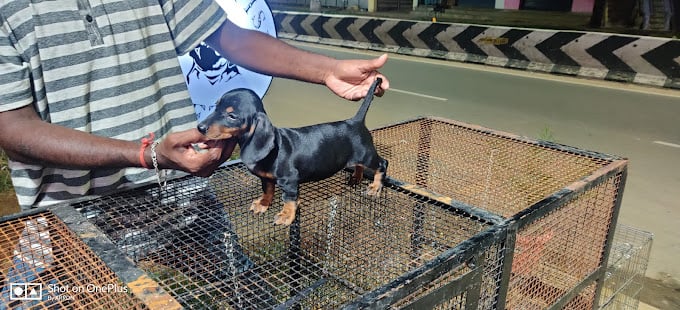 Orchids The International School