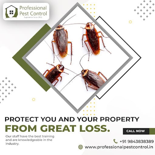 Professional Pest Control Services - 2