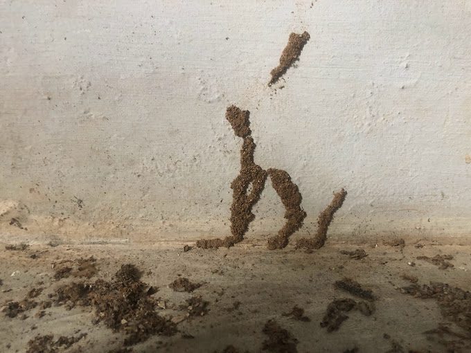 T GUARD PEST CONTROL SERVICE