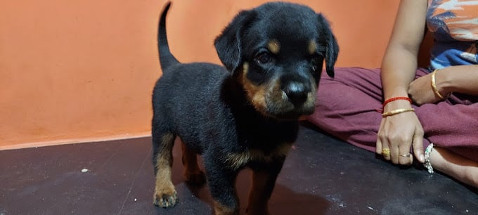 Coimbatore Golden Pets - 2