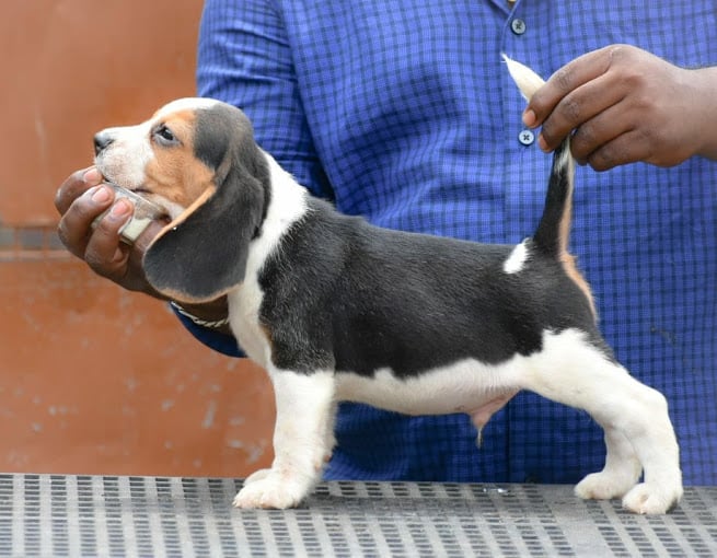 Archana pet world and aquarium - 4