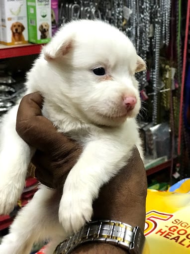 The Kovai Pets Mart - 2