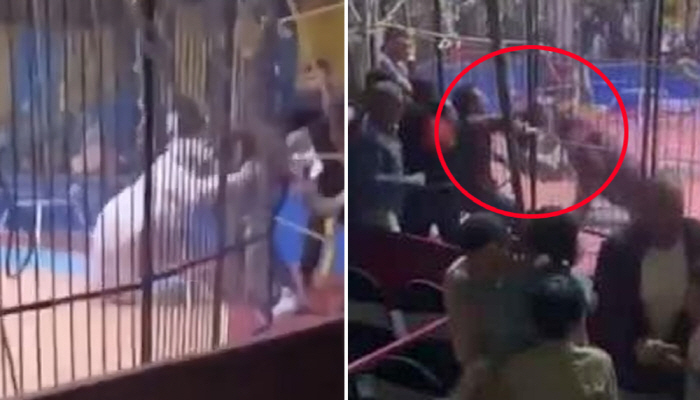 Simba Amshambulia Mfanyakazi wa Sirki Misri, Mgonjwa Akatwa Mkono