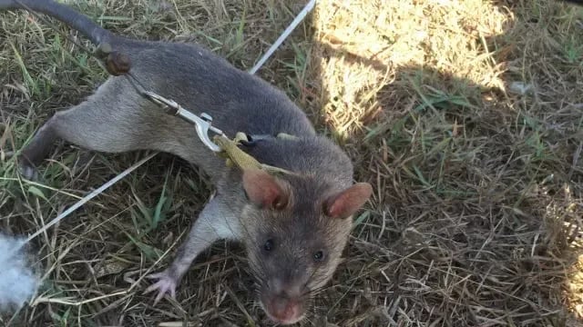 Panyabuku kutoka SUA Waing'arisha Tanzania Kimataifa, Wavunja Rekodi Kugundua Mabomu na Kifua Kikuu