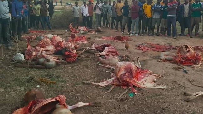 Simanzi Shinyanga: Mfugaji Apoteza 'Benki' Yake ya Ng'ombe 22 Ndani ya Saa Moja