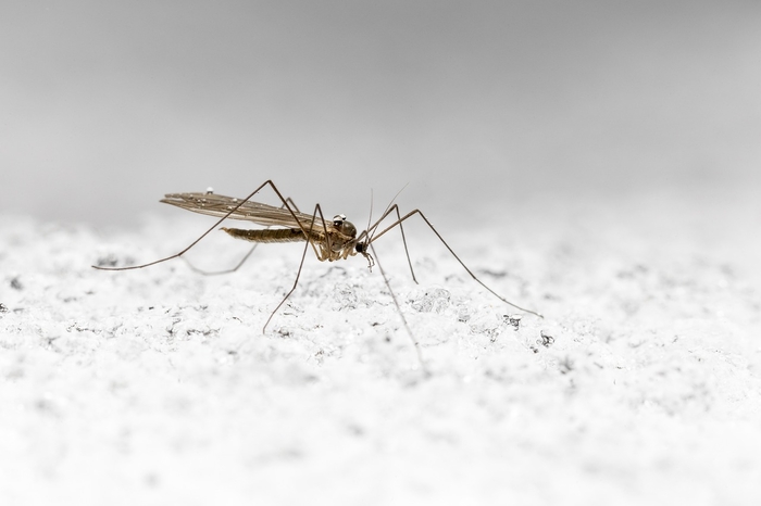 Damu ya Binadamu Silaha Mpya Dhidi ya Malaria: Dawa ya Ajabu Yawaua Mbu