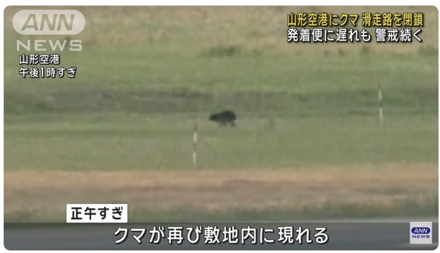 Funga Ndege! Dubu Ajitokeza Kwenye Njia za Ndege Uwanja wa Yamagata, Japani